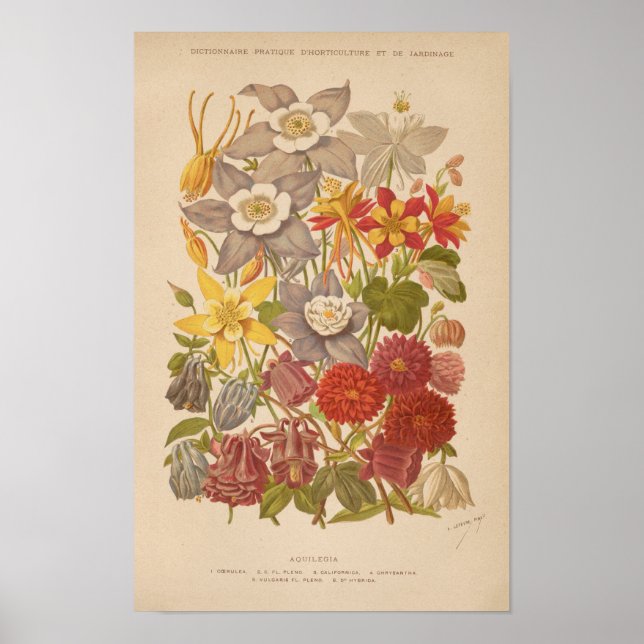 Aquilegia | George Nicholson Poster (Front)