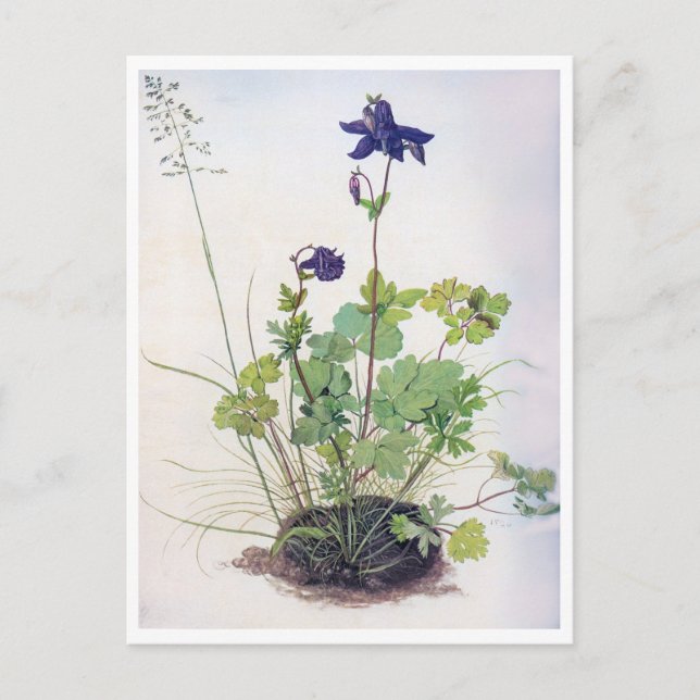 Aquilegia vulgaris Flower, Albrecht Durer Postcard (Front)
