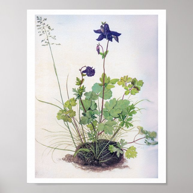 Aquilegia vulgaris Flower, Albrecht Durer Poster (Front)