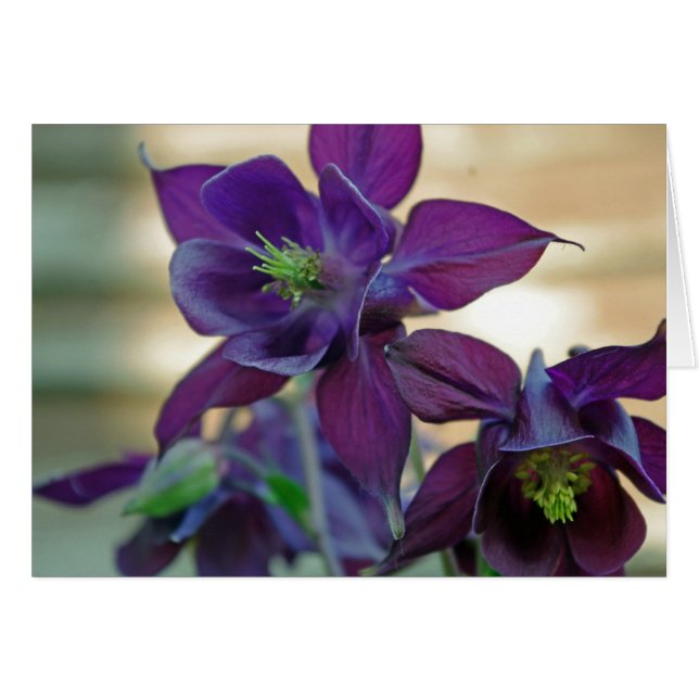 aquilegia vulgaris flower card (Front Horizontal)