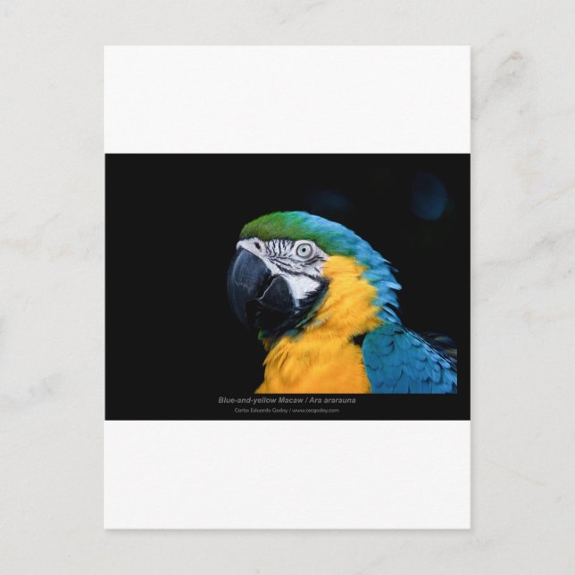 Ara ararauna - Blue-and-yellow Macaw  01 Postcard (Front)