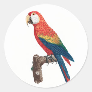 Ara Canga Parrot Classic Round Sticker