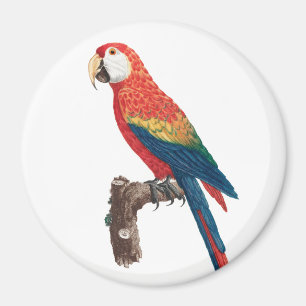 Ara Canga Parrot Magnet