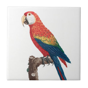 Ara Canga Parrot Tile