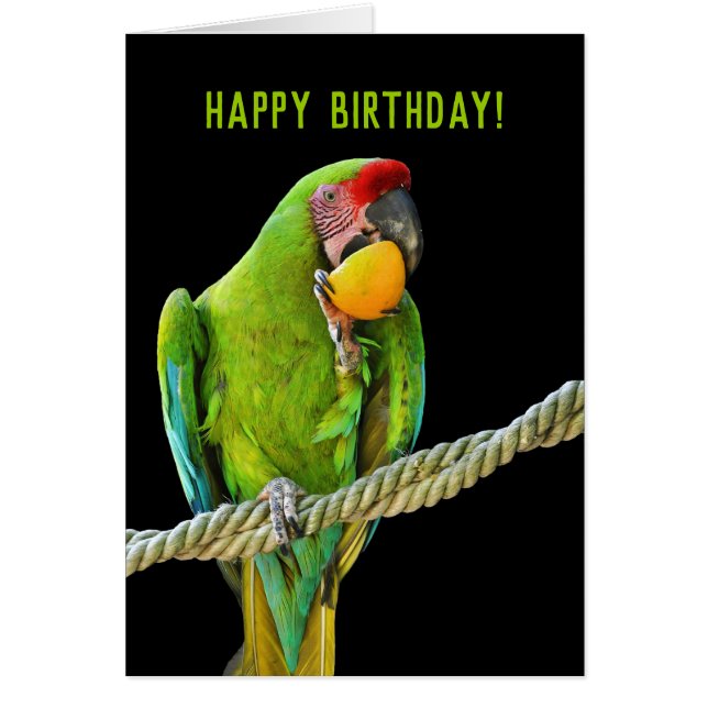 Ara Militaris Green Parrot (Front)