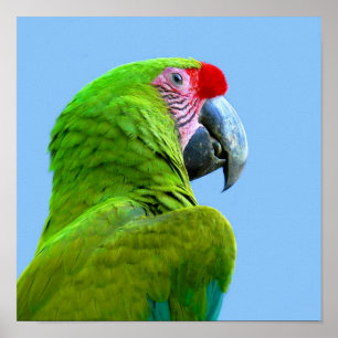 Ara Militaris Green Parrot Poster