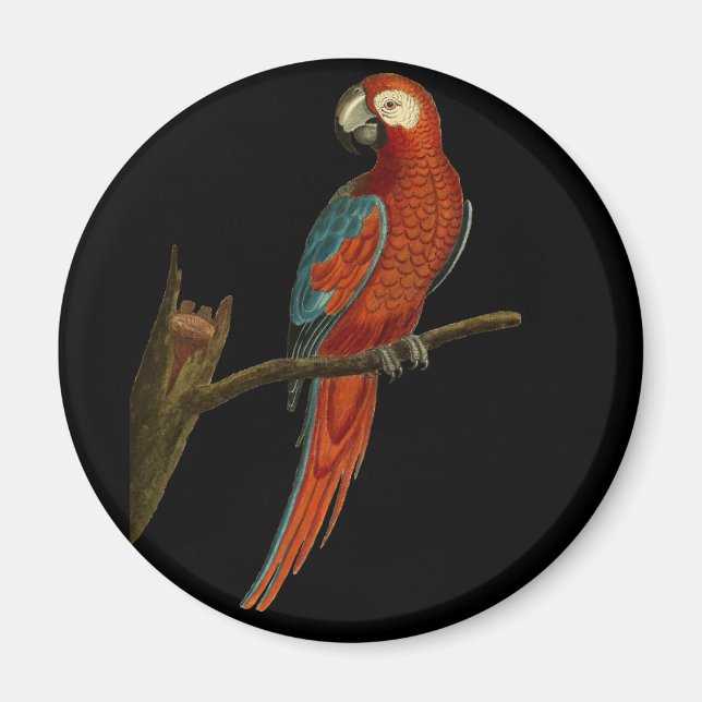 Ara parrot magnet (Front)