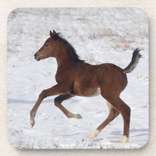 Arab Foal in the Snow Coaster (Front)