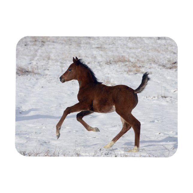 Arab Foal in the Snow Magnet (Horizontal)