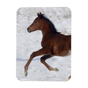 Arab Foal in the Snow Magnet