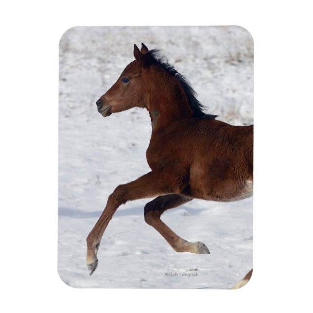 Arab Foal in the Snow Magnet (Vertical)