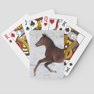 Arab Foal in the Snow Playing Cards