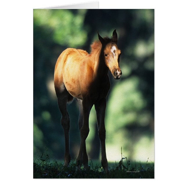 Arab Foal in the Trees (Front)