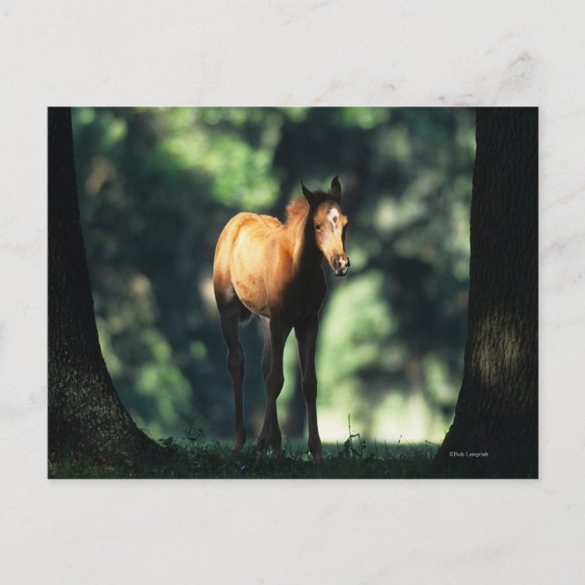 Arab Foal in the Trees Postcard (Front)
