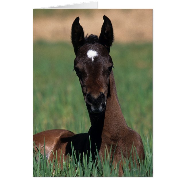 Arab Foal Laying Down (Front)