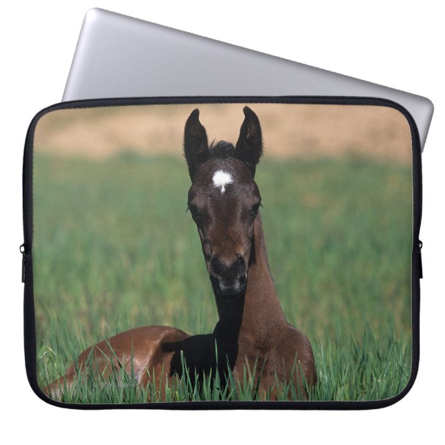 Arab Foal Laying Down Laptop Sleeve (Front)