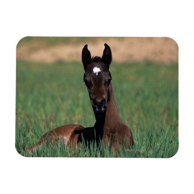 Arab Foal Laying Down Magnet (Horizontal)