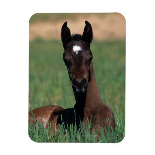 Arab Foal Laying Down Magnet