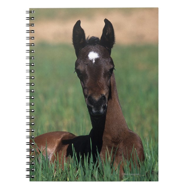 Arab Foal Laying Down Notebook (Front)
