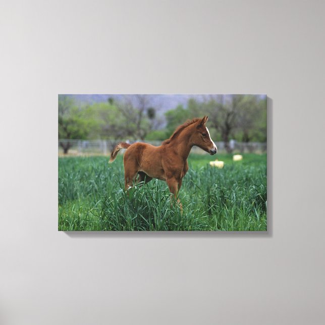 Arab Foal Standing Canvas Print (Front)