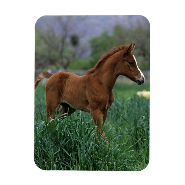 Arab Foal Standing Magnet (Vertical)