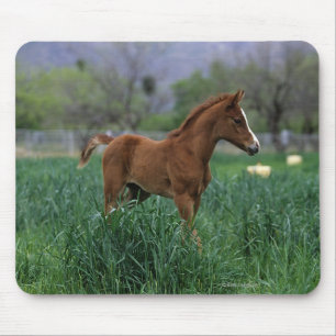 Arab Foal Standing Mouse Pad
