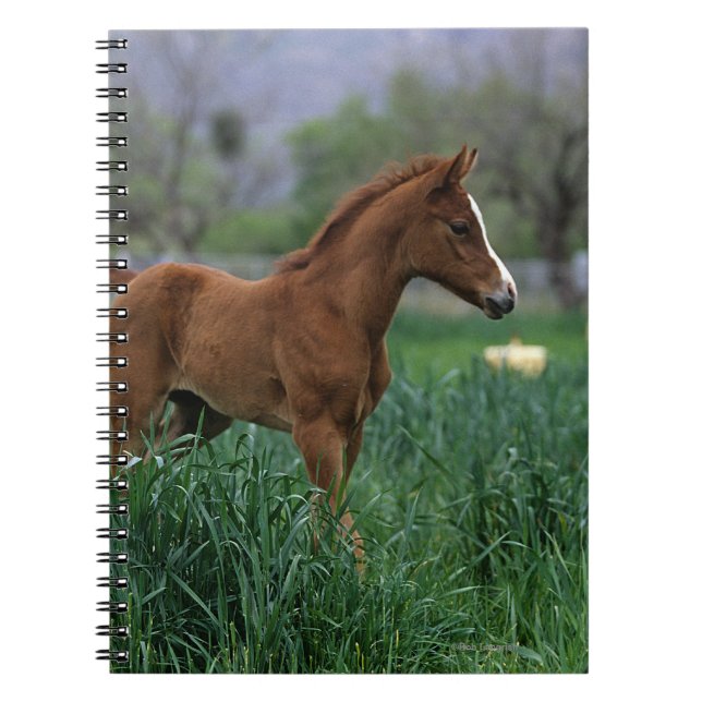 Arab Foal Standing Notebook (Front)