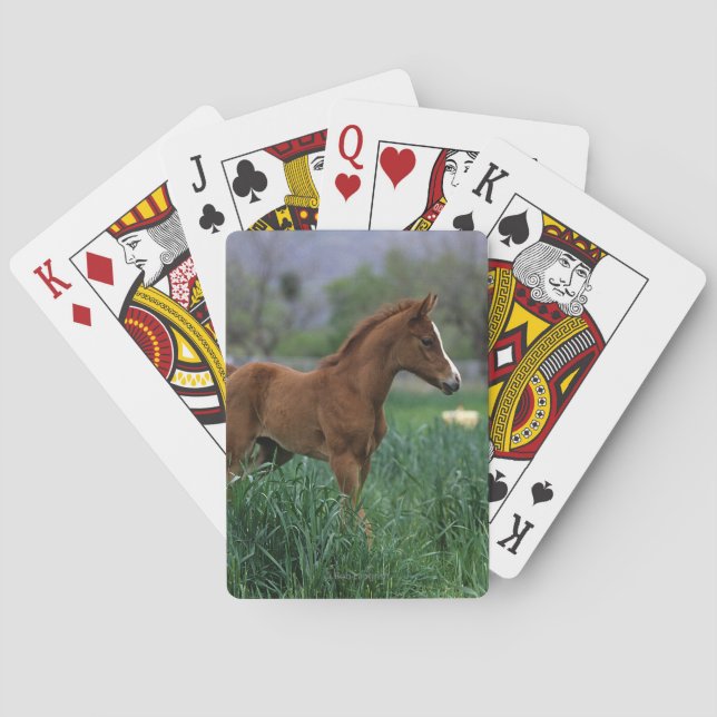 Arab Foal Standing Playing Cards (Back)