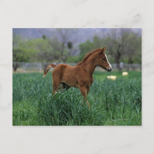 Arab Foal Standing Postcard
