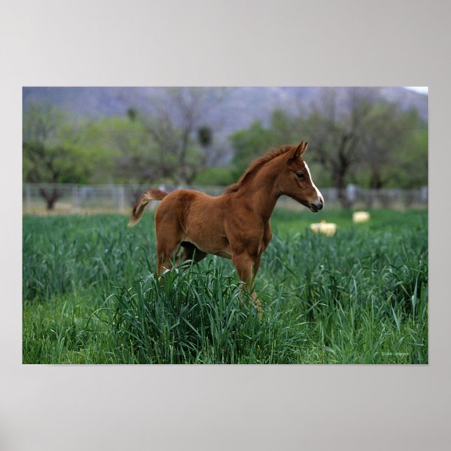 Arab Foal Standing Poster (Front)