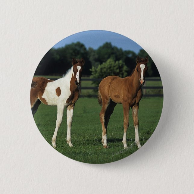 Arab Foals Standing in Grassy Field 6 Cm Round Badge (Front)