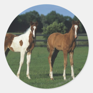 Arab Foals Standing in Grassy Field Classic Round Sticker