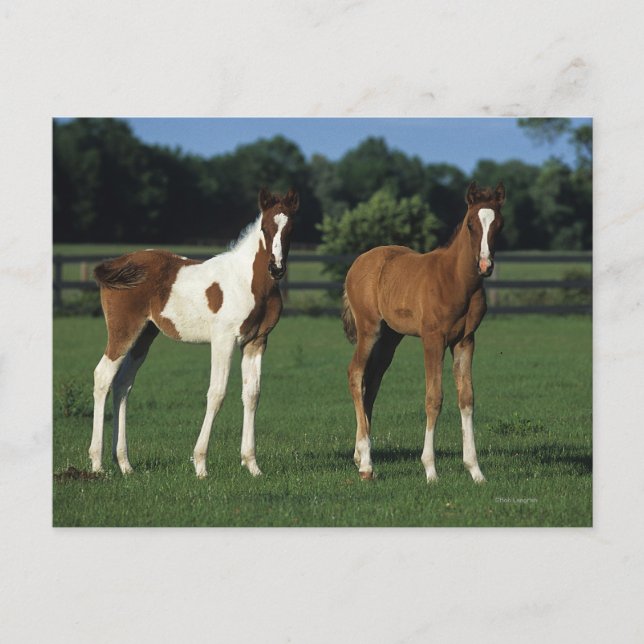 Arab Foals Standing in Grassy Field Postcard (Front)