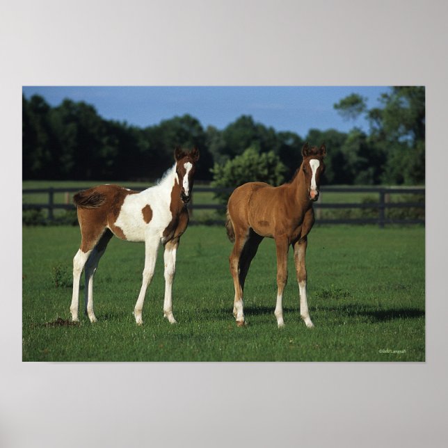 Arab Foals Standing in Grassy Field Poster (Front)