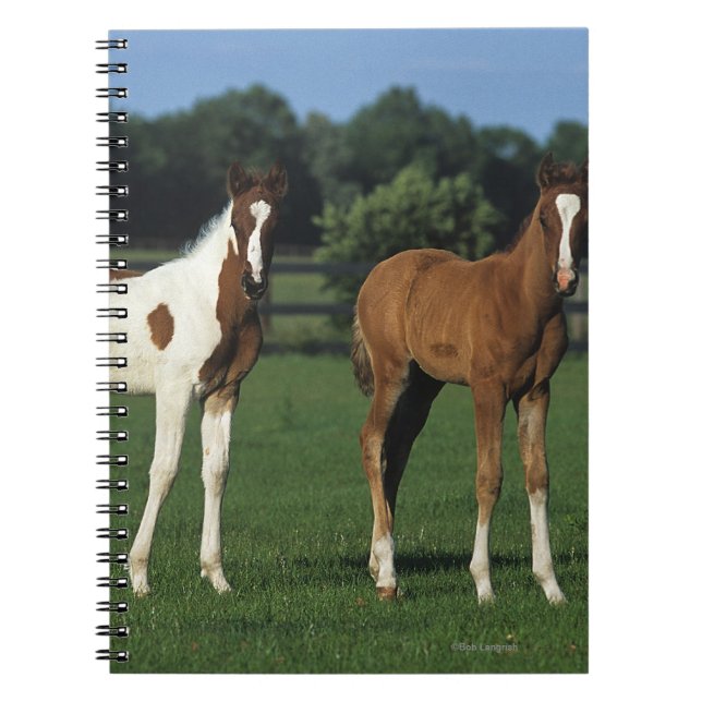 Arab Foals Standing in Grassy Field Spiral Notebook (Front)