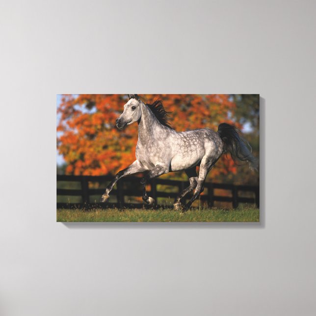 Arab Horse: Autumn 1 Canvas Print (Front)