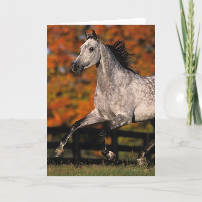 Arab Horse: Autumn 1 Card (Front)