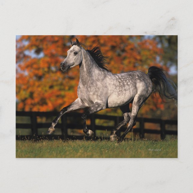 Arab Horse: Autumn 1 Postcard (Front)