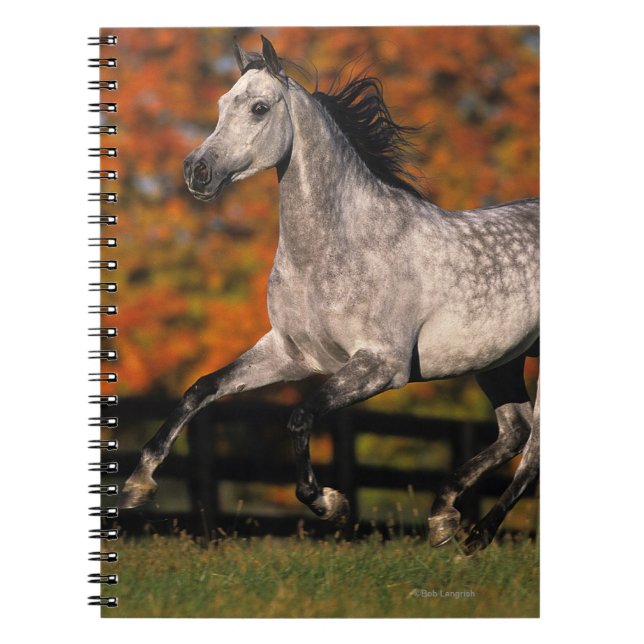 Arab Horse: Autumn 1 Spiral Notebook (Front)