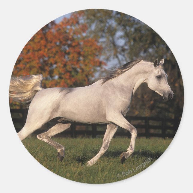 Arab Horse: Autumn 2 Classic Round Sticker (Front)