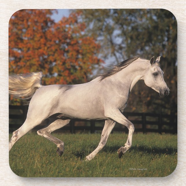 Arab Horse: Autumn 2 Coaster (Front)