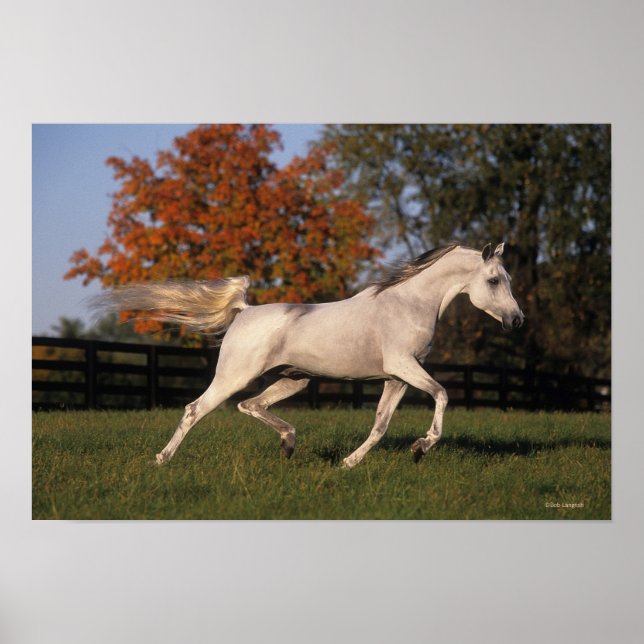 Arab Horse: Autumn 2 Poster (Front)