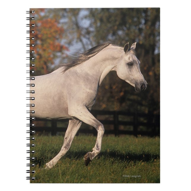 Arab Horse: Autumn 2 Spiral Notebook (Front)