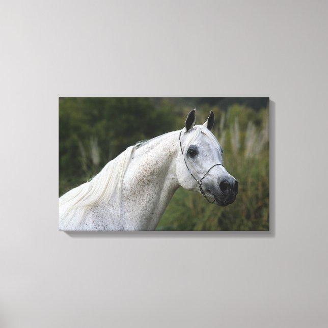 Arab Horse Headshot 1 Canvas Print (Front)