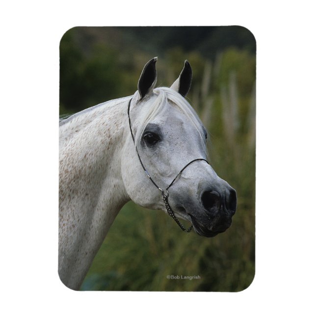Arab Horse Headshot 1 Magnet (Vertical)