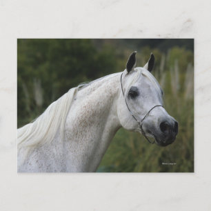 Arab Horse Headshot 1 Postcard