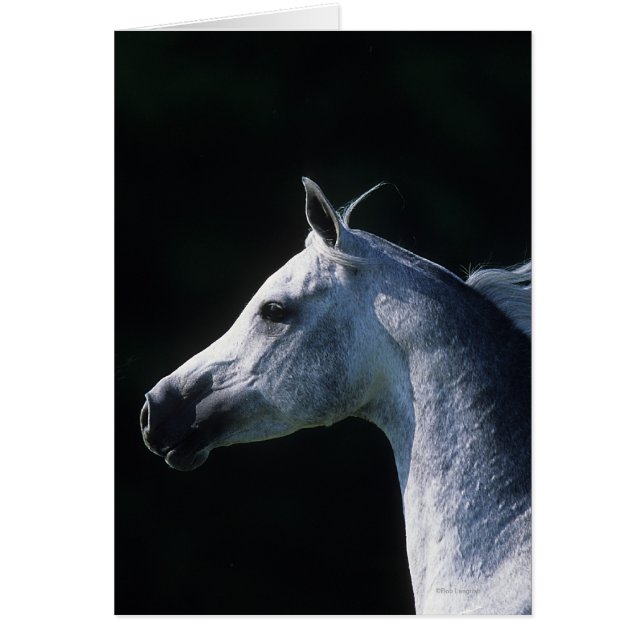 Arab Horse Headshot 2 (Front)