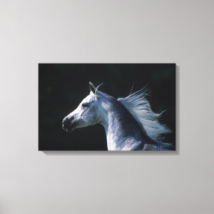 Arab Horse Headshot 2 Canvas Print