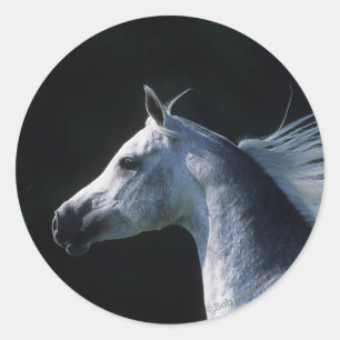 Arab Horse Headshot 2 Classic Round Sticker