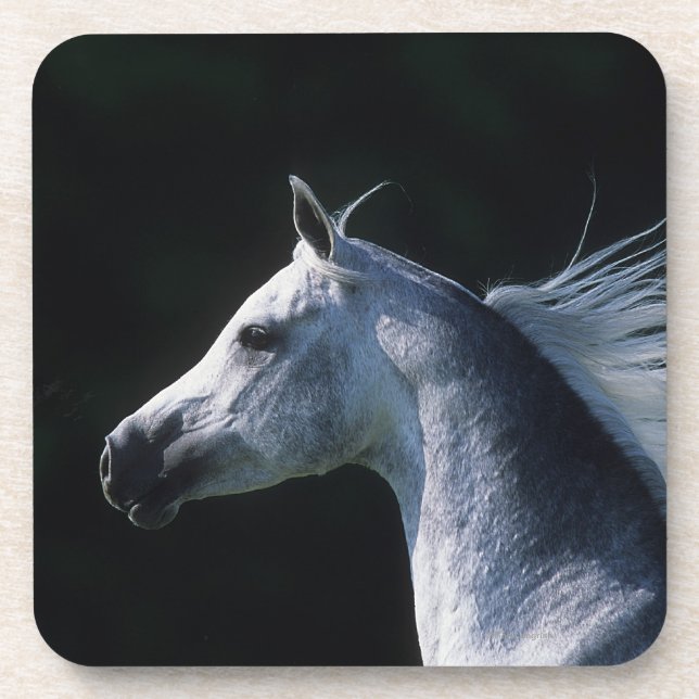 Arab Horse Headshot 2 Coaster (Front)